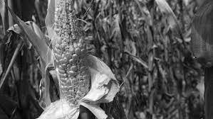 Creación del Programa de Inversiones Públicas para el Desarrollo Rural (PIDER)