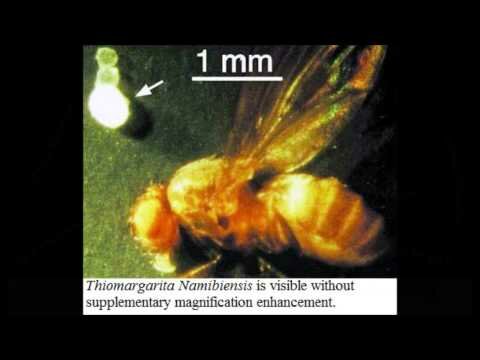 Descubrimiento de una bacteria gigante: Thiomargarita namibiensis