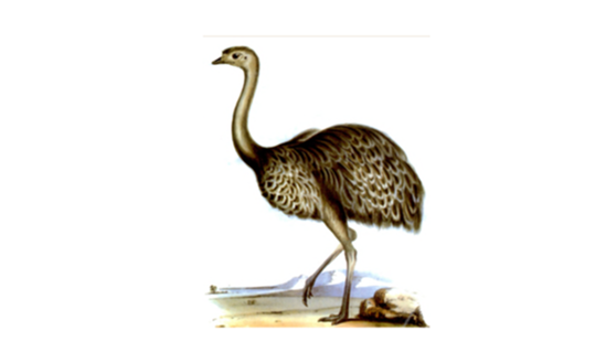 Darwin's notes from the Voyage of the Beagle