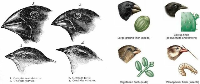 Survival of the fittest- Darwin's Finches