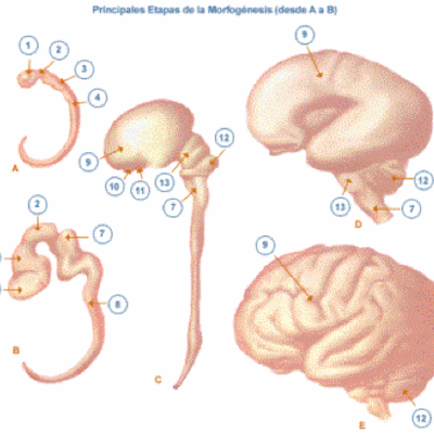 Timeline: Desarrollo del sistema nervioso