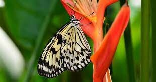 Convención relativa a la preservación de la Flora y Fauna en su estado natural