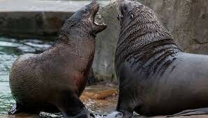 diciembre 19 de 1942.