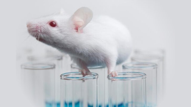 Animales de laboratorio