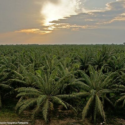 Timeline: Palma Africana