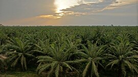 Timeline: Palma Africana