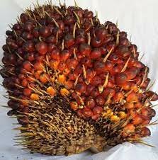 Selección de semillero