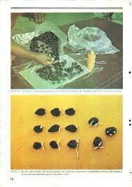 Tratamiento Pregerminativo