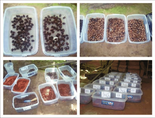 Preparación de semilla