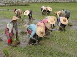 Estructura de la Sociedad China