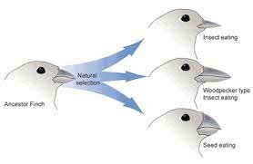 Theory of Natural Selection (Evolution)