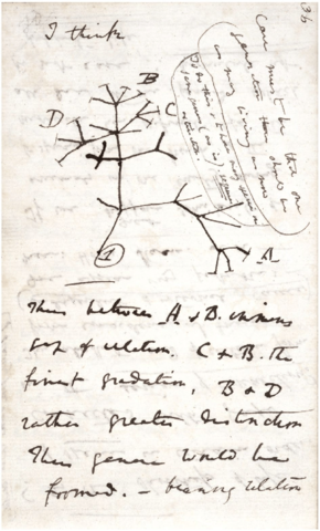 Darwin Theories Sketched on Paper