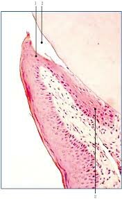 Gottlieb describió la fisiología del epitelio de unión a la encía.