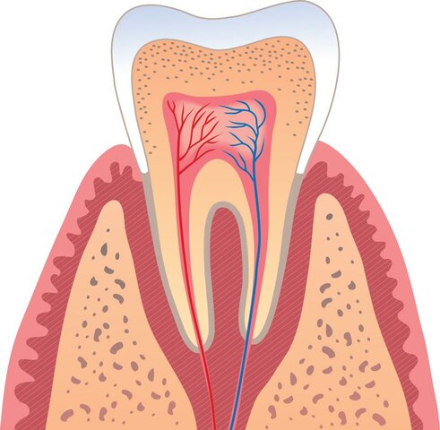 Goldman, Definición de periodoncia como: estudio de las estructuras de soporte del diente. No solamente incluye la fisiología normal de esas estructuras, sino también las desviaciones de lo normal denominadas patología