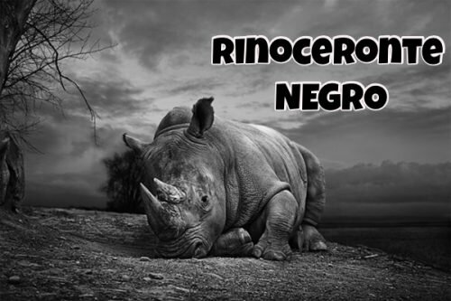 Extinción del rinoceronte negro