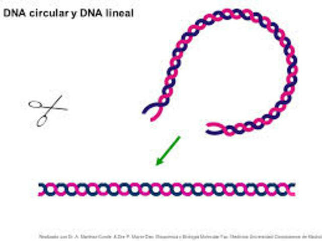 CROMOSOMAS LINEALES Y CIRCULARES