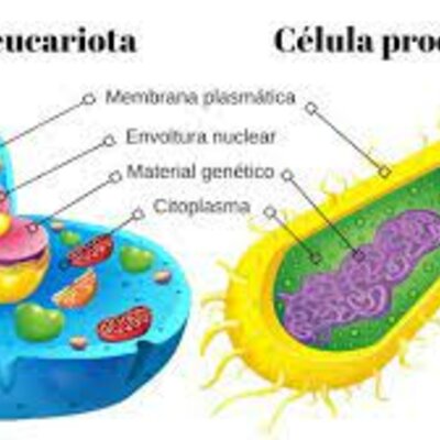 Timeline: La célula