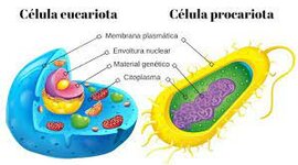 Timeline: La célula