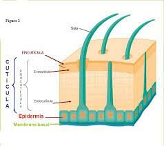 Cutícula de insectos