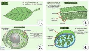 Células en las plantas