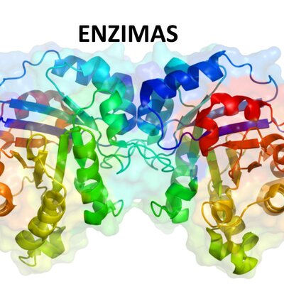 Timeline: Historia de las Enzimas
