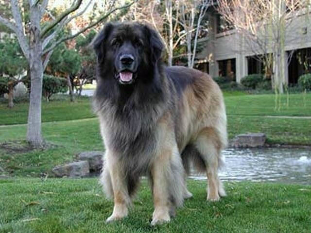 Yoshka, el primer "perro de compañía"