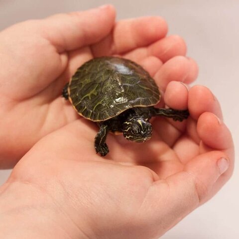 When i got a turtle