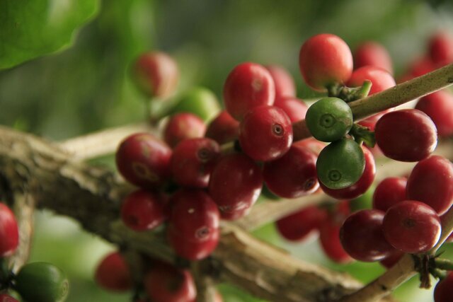 Implementación del "Grano de oro" en Costa Rica