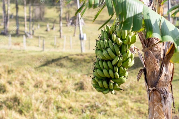 Agroexportador y Monocultivista