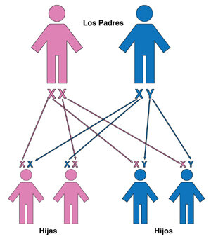 Leyes de los genes