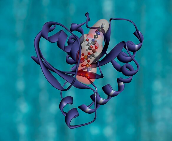 Descubrimiento de las enzimas