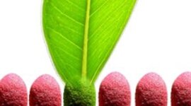 Timeline: naturaleza de la luz-Sofi