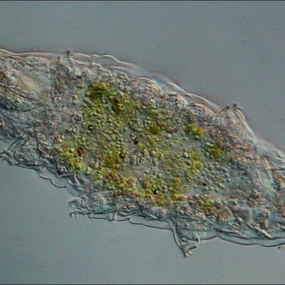 Timeline: Historia de los estudios de Tardigrados