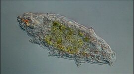 Timeline: Historia de los estudios de Tardigrados