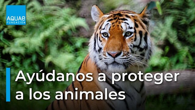La Declaración Universal de los Derechos de los Animales
