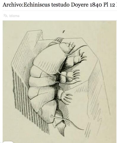 Doyère / Mémoires sur les Tardigrades de