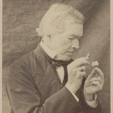 August Grisebach