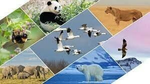 Convención africana