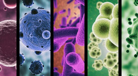 Timeline: LA MICROBIOLOGÍA