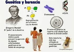 Los resultados de Mendel