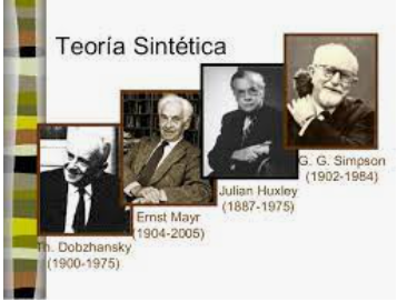 Teoría sintética 1930-1950