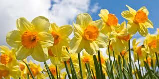 Lyrical Ballads - Second Edition (Preface; Daffodils)