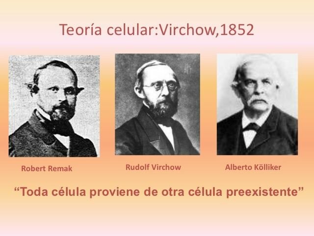 Virchow (1821- 1902), Remak (1815-1865) y Kolliker (1817- 1905)