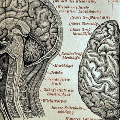 Timeline: HISTORIA DE LA NEUROCIENCIA Capítulo IV