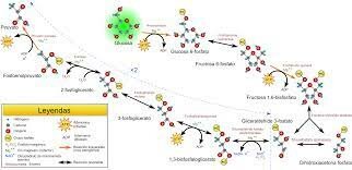 Gustav Embden y Otto Meyerhof