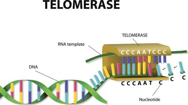 Elizabeth Blackburn y Carol Greider
