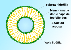 Protocelulas (Vesiculas) 4500-3000 millones de años