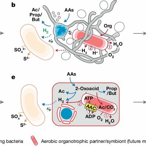 Primera Eucariota 2500 millones de años