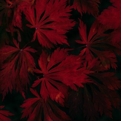 Timeline: Events in Australia affecting indigenous Australians