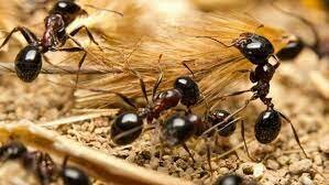 Insecticidas inorgánicos y organometálicos.